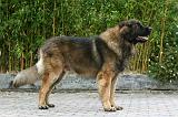 LEONBERG 922